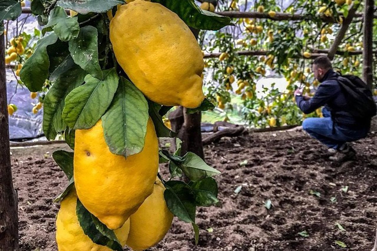 Tour privato: il sentiero dei limoni