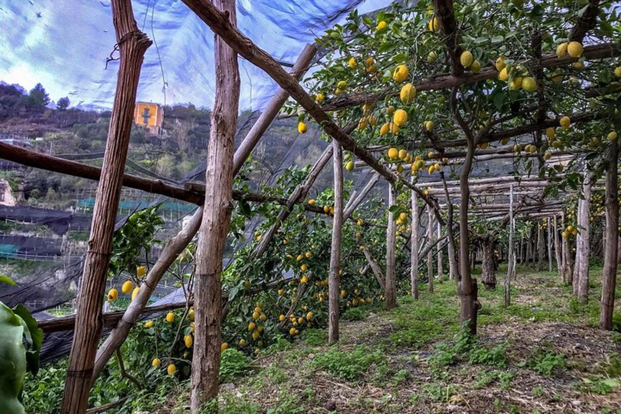 Tour privato: il sentiero dei limoni — 7