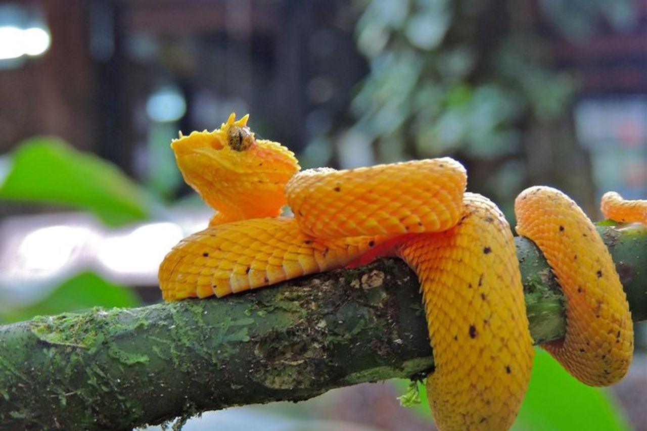 6 in 1 Adventure Rainforest da San Jose — 5