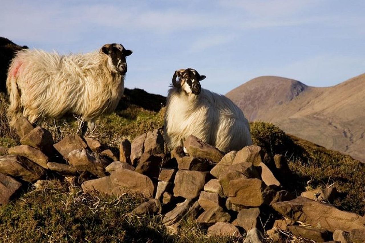 Tour di un giorno del Ring of Kerry da Killarney: incluso il parco nazionale di Killarney — 7