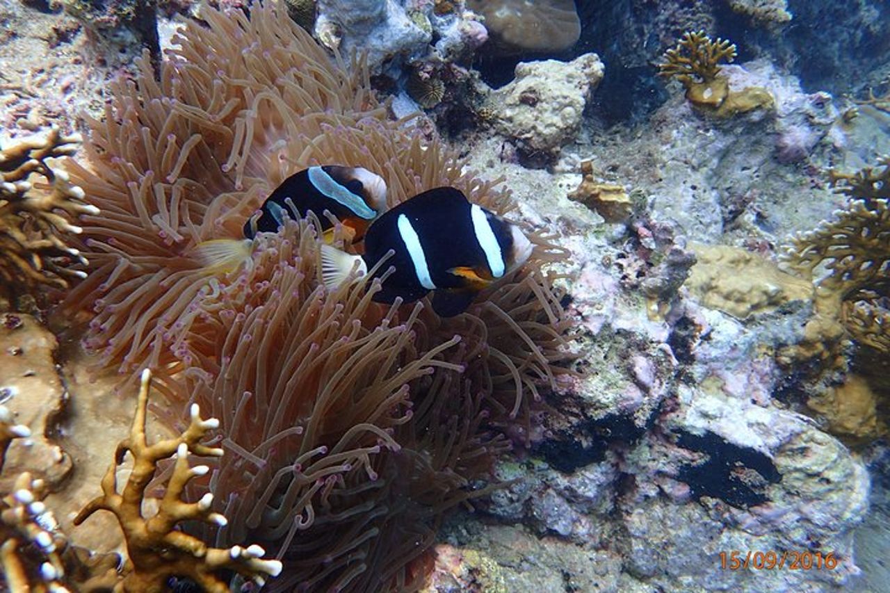 Incredibile snorkeling all'isola di Mun (tour di gruppo) — 2