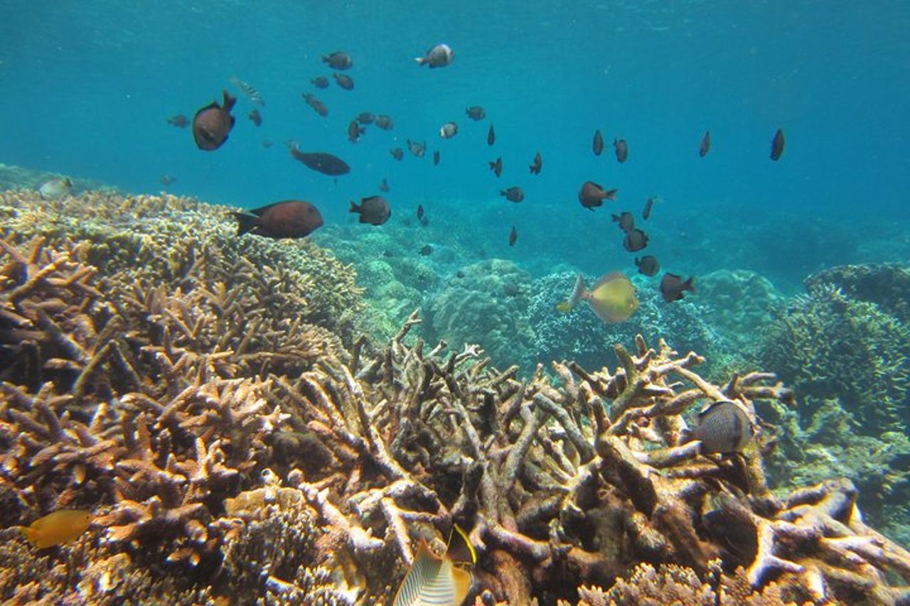 Incredibile snorkeling all'isola di Mun (tour di gruppo) — 3