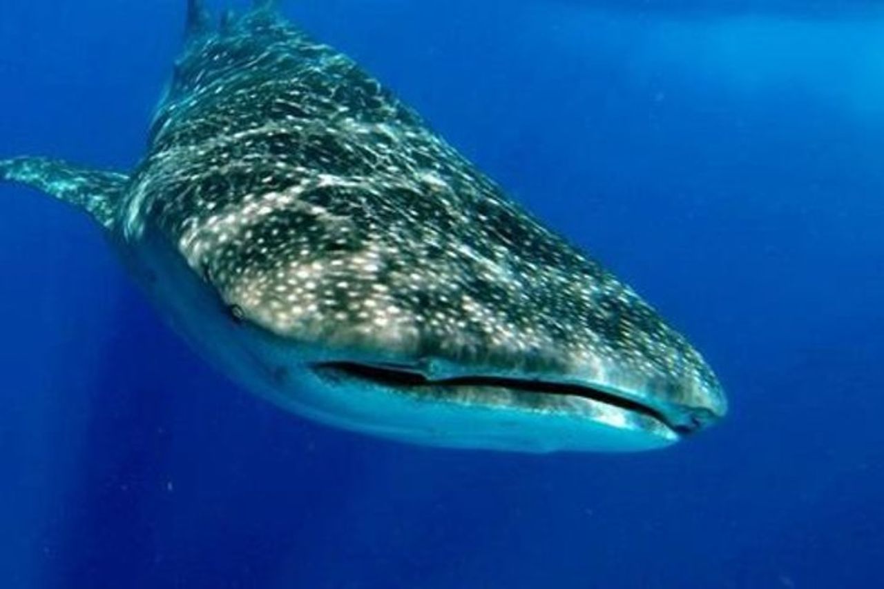 Tour all inclusive di un giorno intero con incontro con squalo balena dalla Riviera Maya — 6