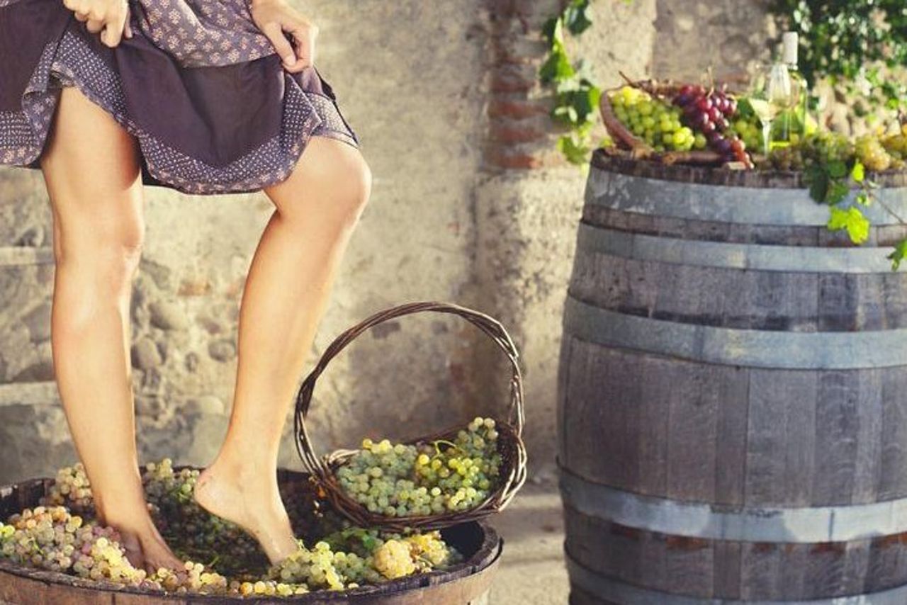 Pigiatura privata dell'uva presso Chianti Agriturismo — 2