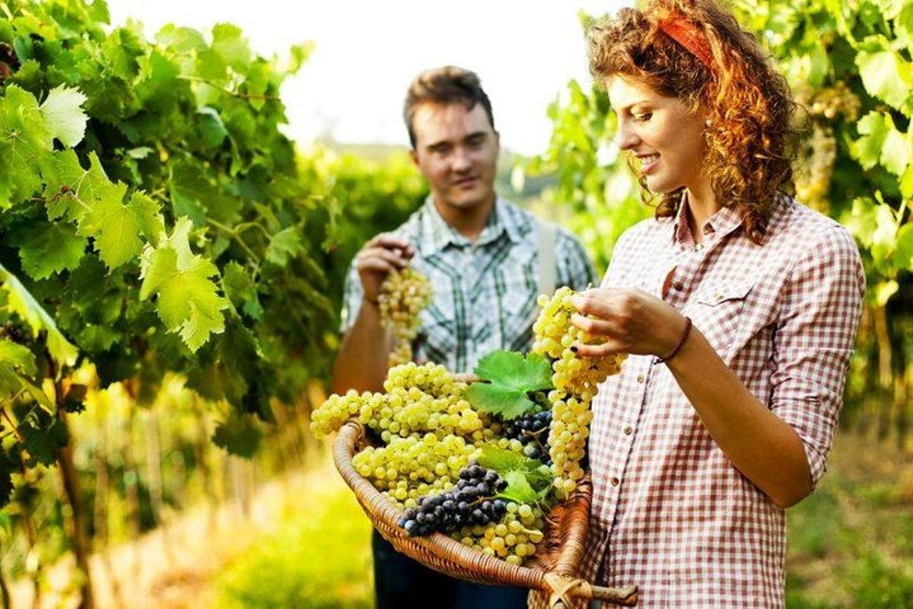 Pigiatura privata dell'uva presso Chianti Agriturismo — 3