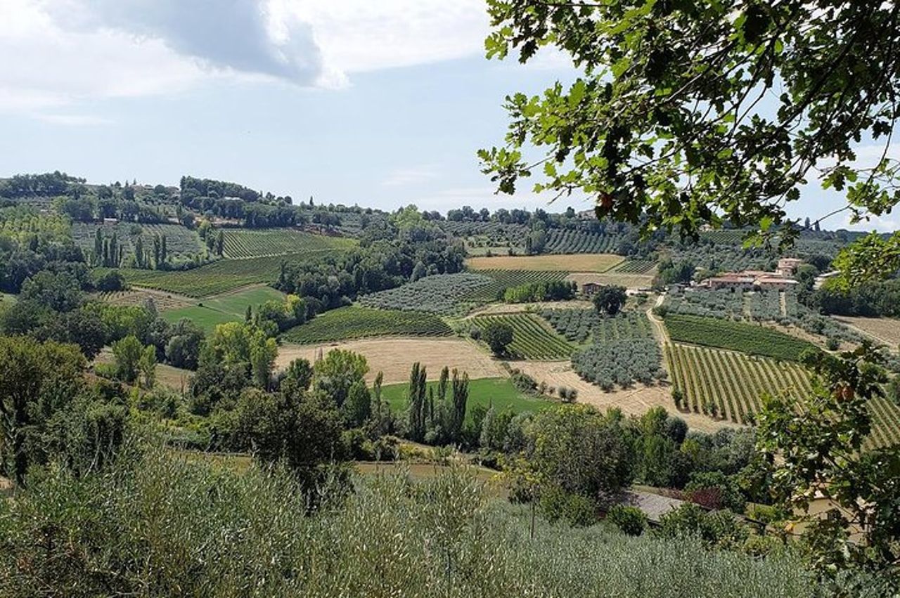 Assisi: Tour vinicolo di un giorno intero nell'area del Sagrantino — 3