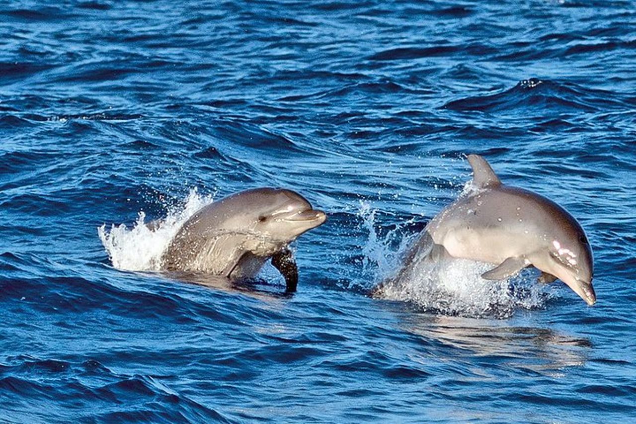 Gita in barca all'alba a Maiorca con Dolphin-Watching — 4