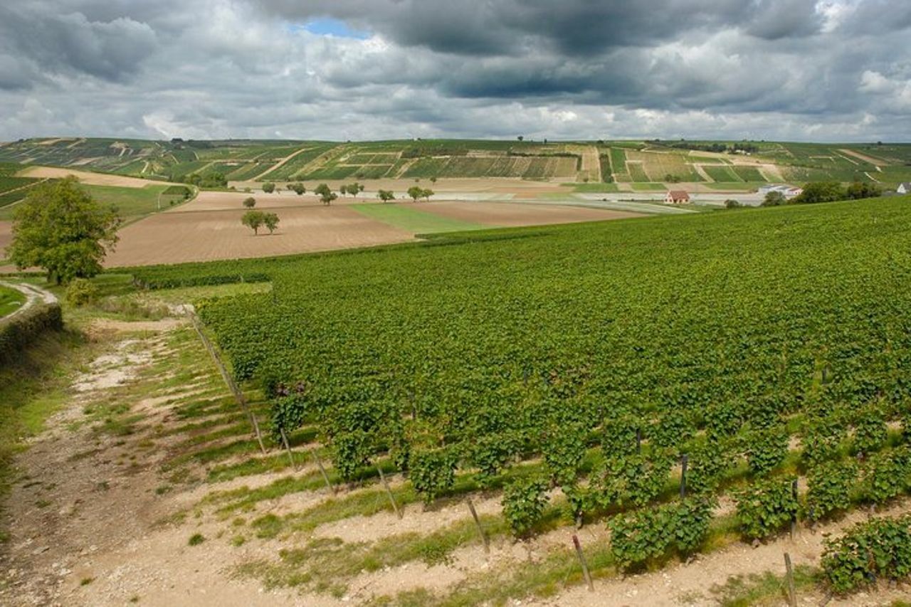 Sancerre & Pouilly-Fumé Wine Tour Degustazione di formaggi di capra — 7