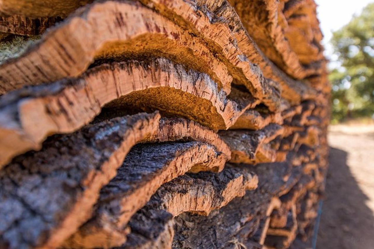 2hr Passeggiata in una foresta di sughero — 5