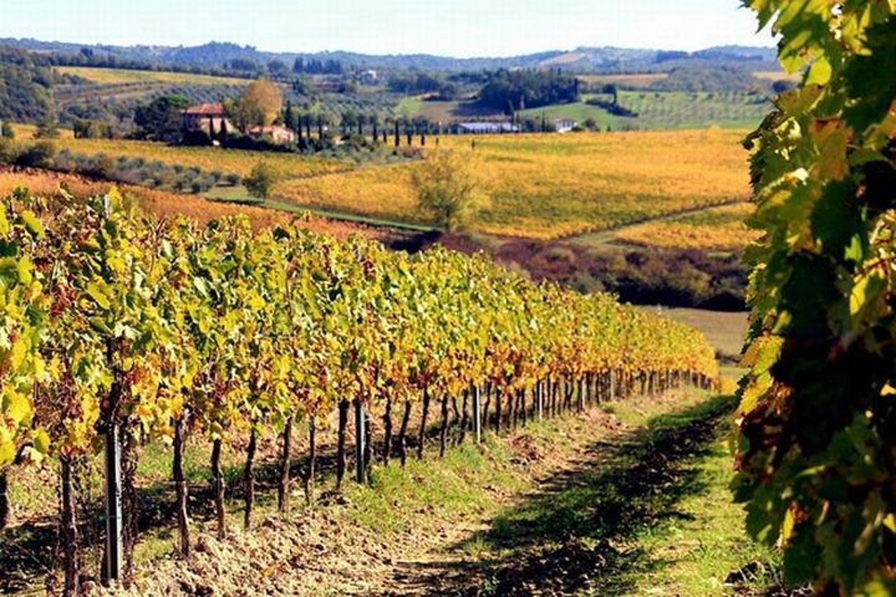 Tour privato di degustazione di vini Chianti da Firenze : Greve&Castellina — 5