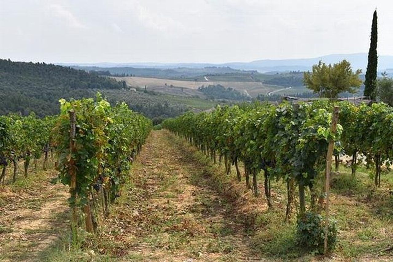 Tour privato di degustazione di vini Chianti da Firenze : Greve&Castellina — 7
