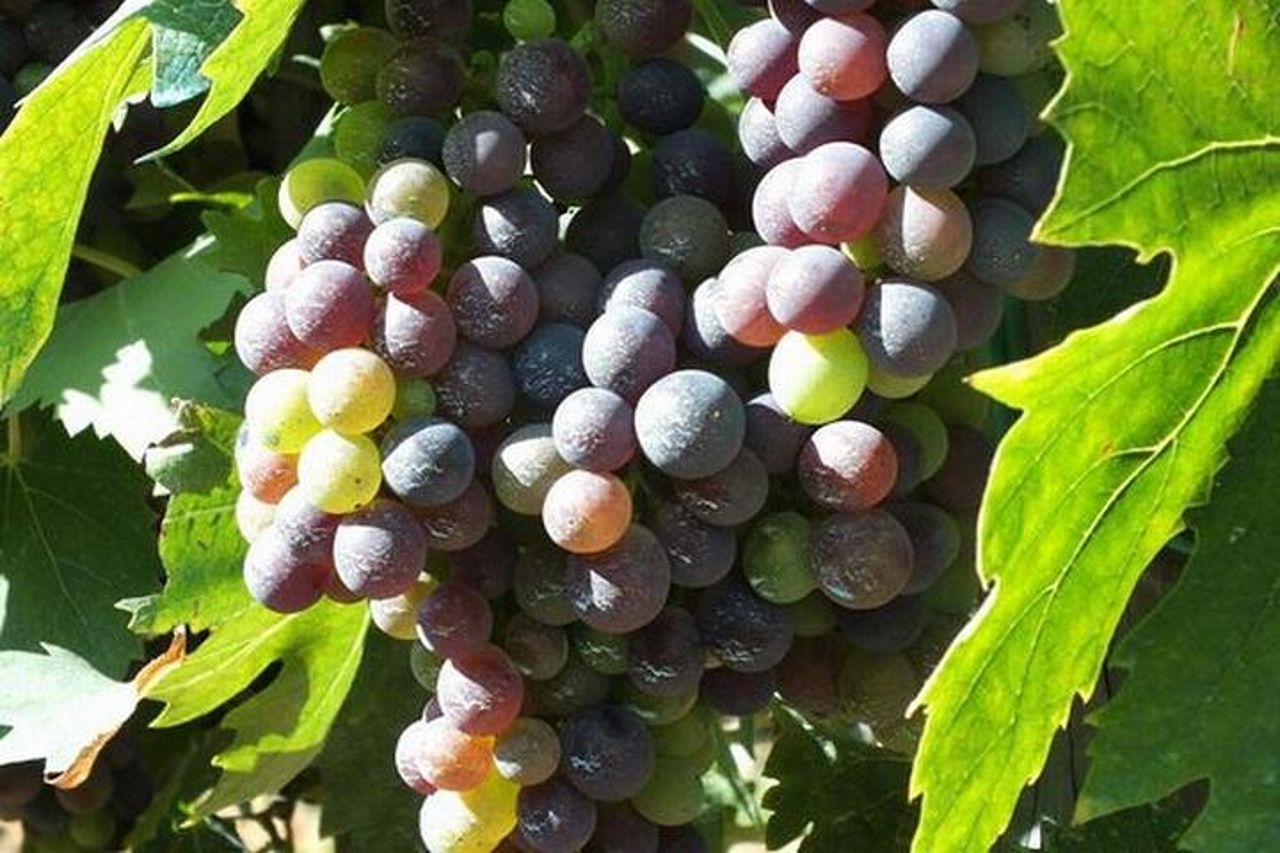 Tour privato di degustazione di vini Chianti da Firenze : Greve&Castellina — 2