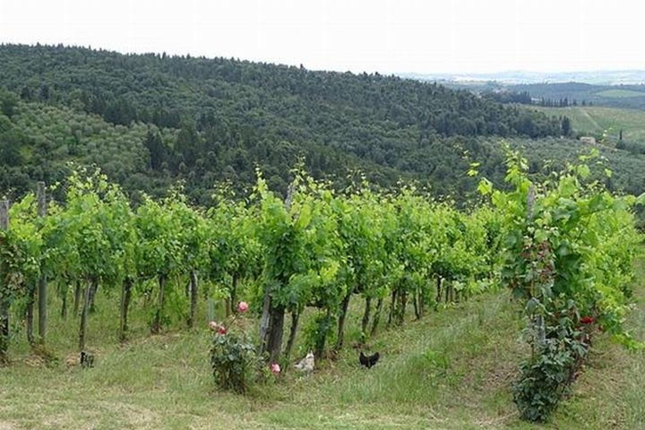 Tour privato di degustazione di vini Chianti da Firenze : Greve&Castellina — 8