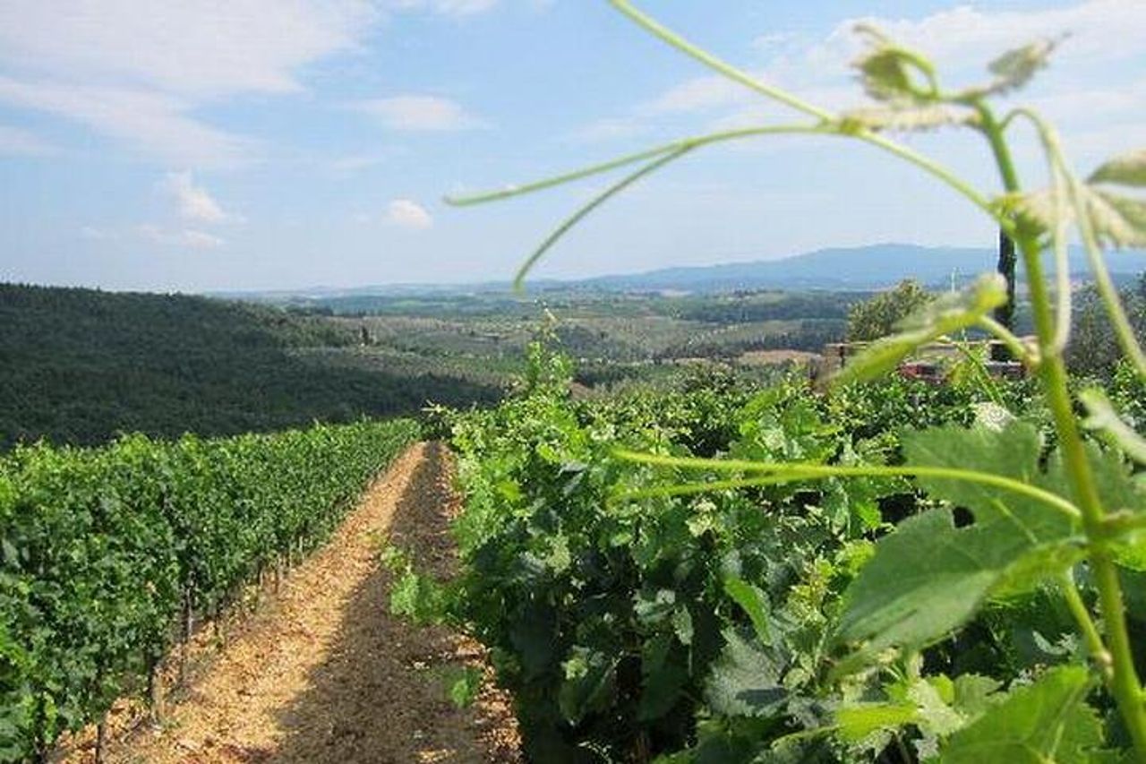 Tour privato di degustazione di vini Chianti da Firenze : Greve&Castellina — 9
