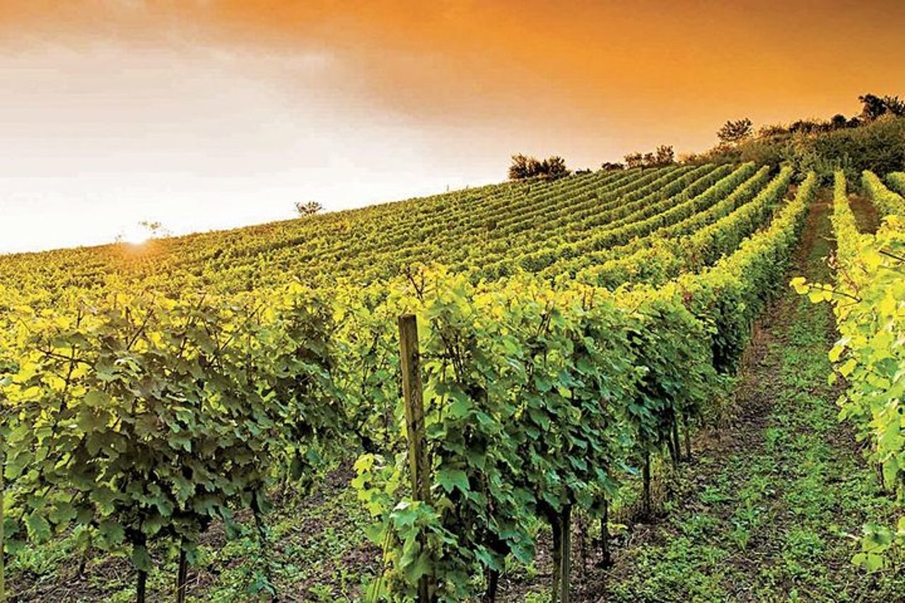 degustazione di vini di provenza — 7