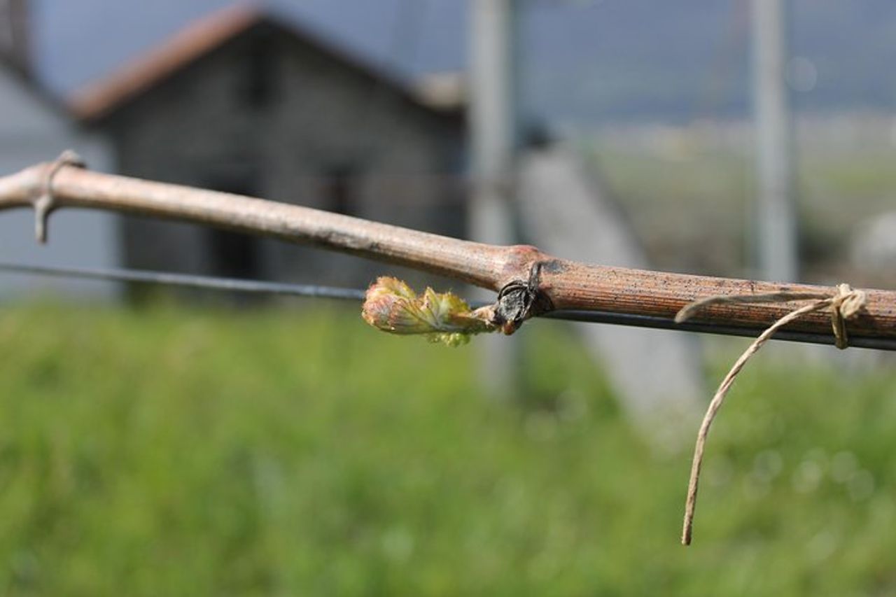 Assapora i vini dell'Ossola e le prelibatezze locali in un vigneto panoramico — 7