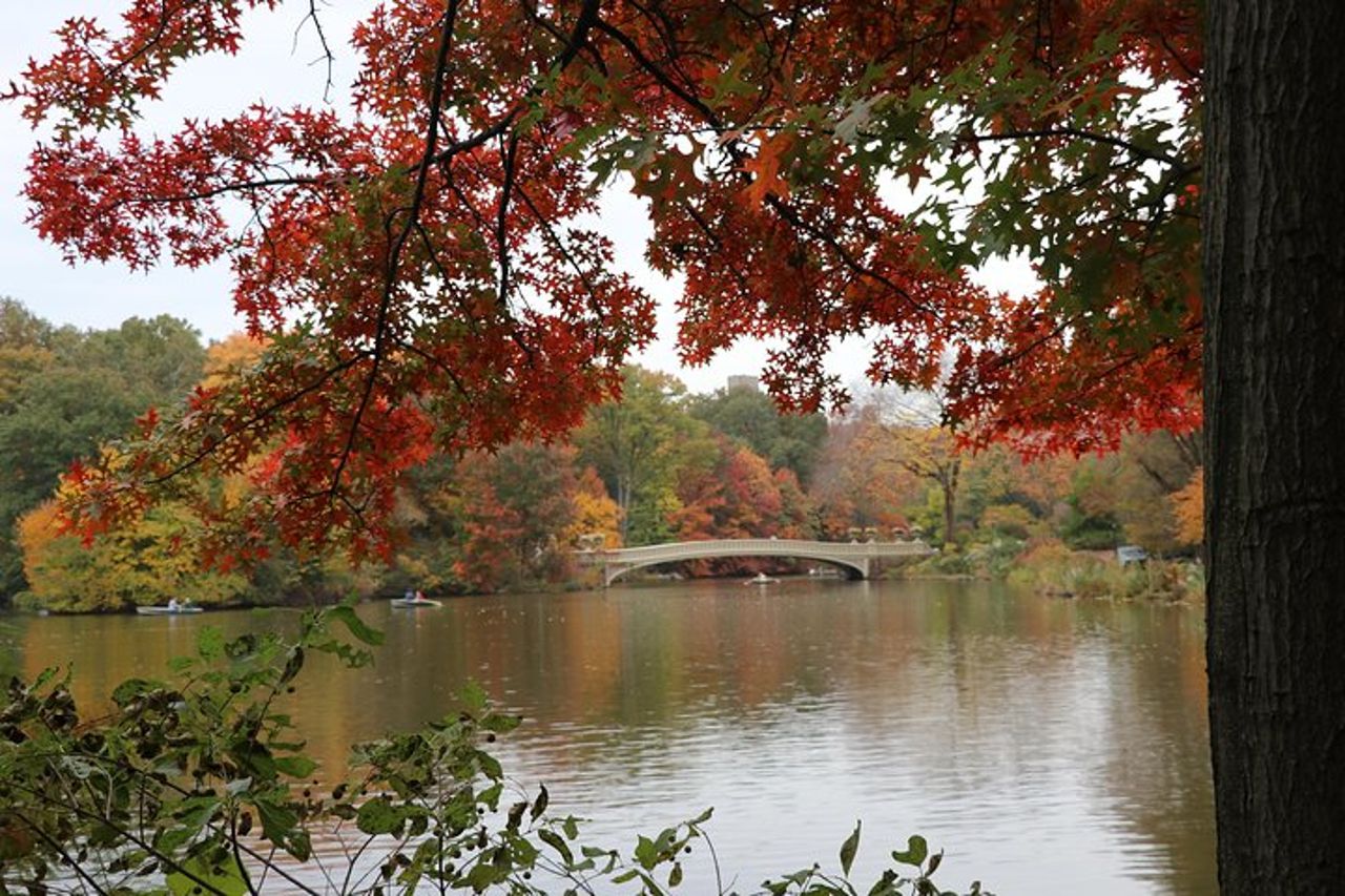 Proposta romantica Tour in carrozza a Central Park — 3