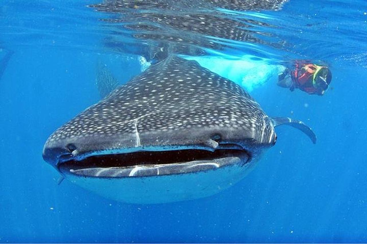 Tour degli squali balena da Cancun, Playa del Carmen, Tulum e Riviera Maya