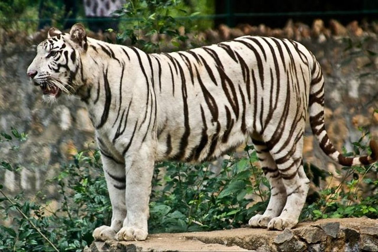 Percorso naturalistico a Chennai — 2