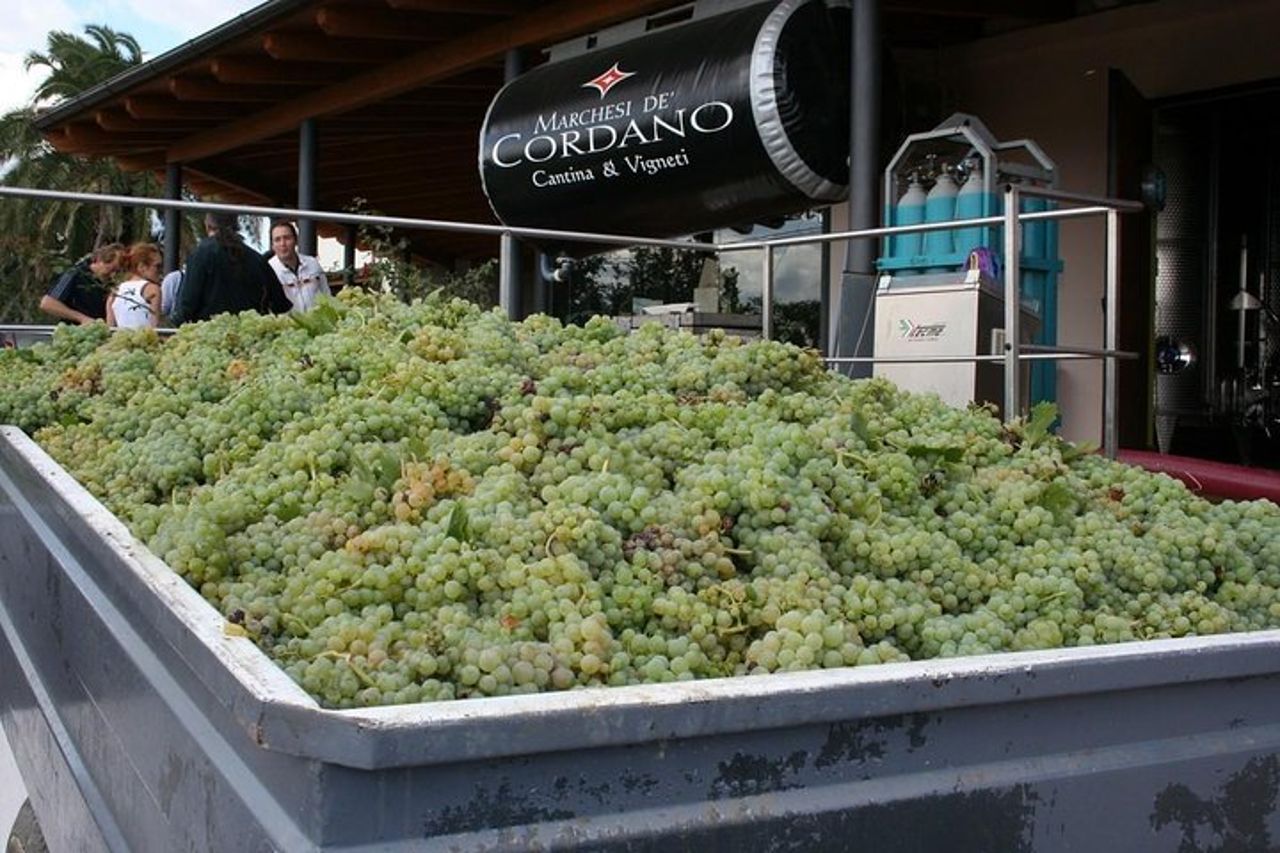 Visita la cantina Marchesi de Cordano e degusta i suoi vini — 4
