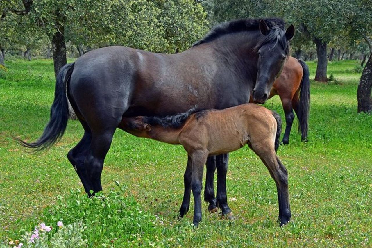 Visita Entre Toros y Caballos — 4