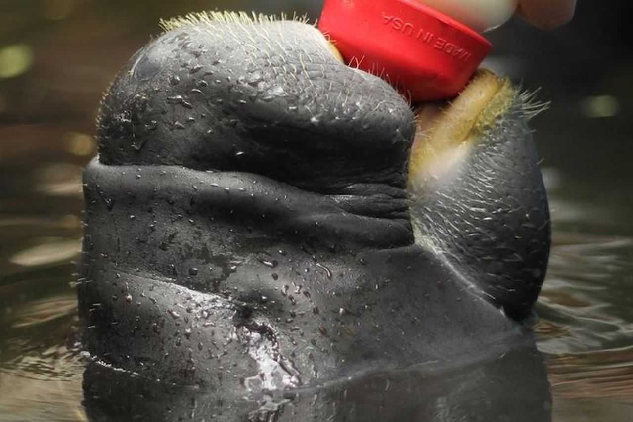 Amazon Rescue Center - Biglietto di ammissione al Manatees Conservation Center