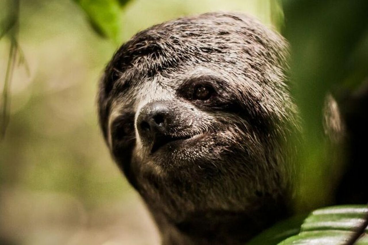 Amazon Rescue Center - Biglietto di ammissione al Manatees Conservation Center — 8