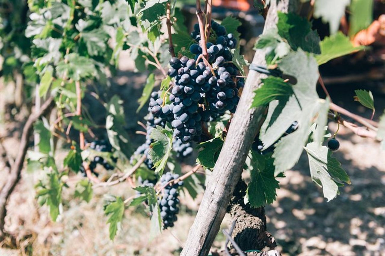 Corso di Cucina Privato presso Agriturismo Chianti — 3