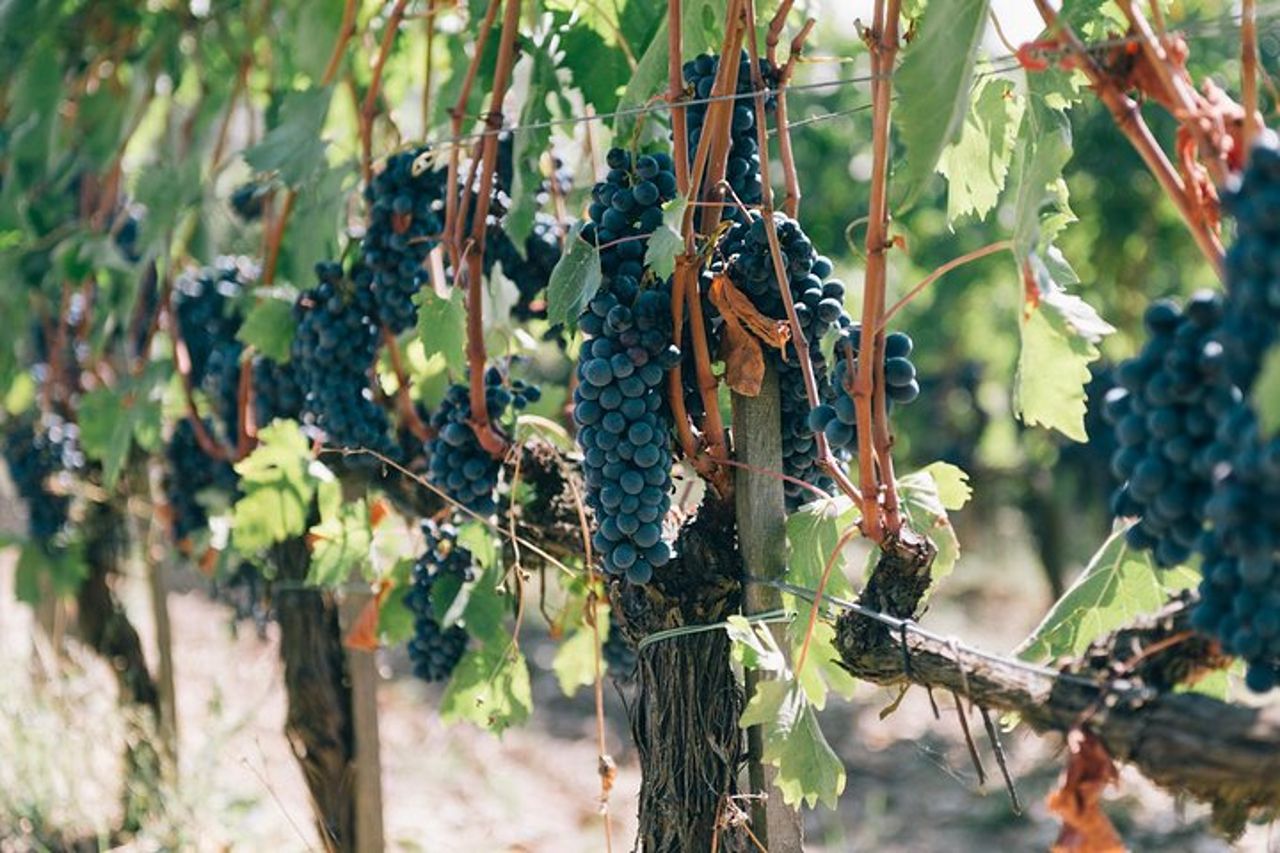 Tour privato del vino off road nel Chianti da Siena — 6