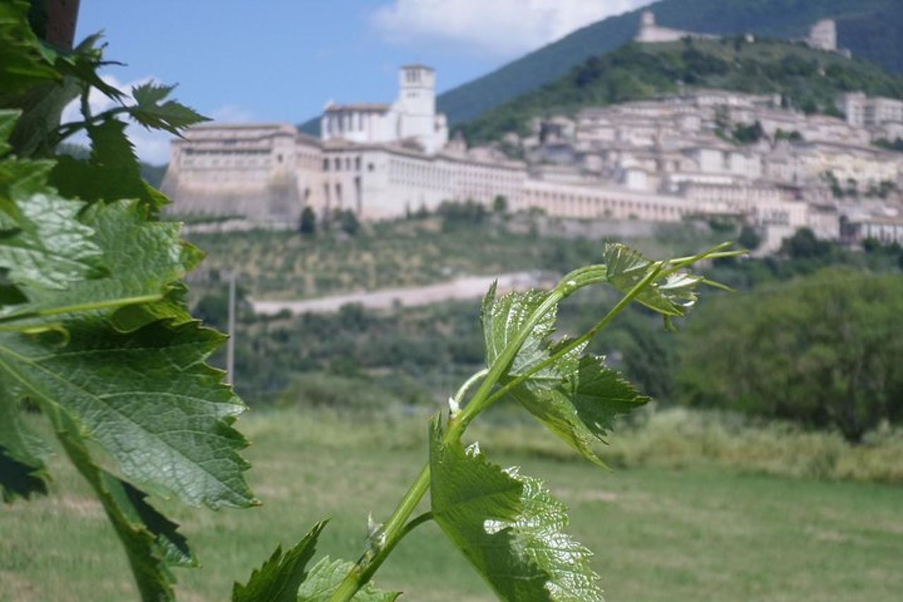 Rich aperitif 5 wines and walk in the vineyards — 3