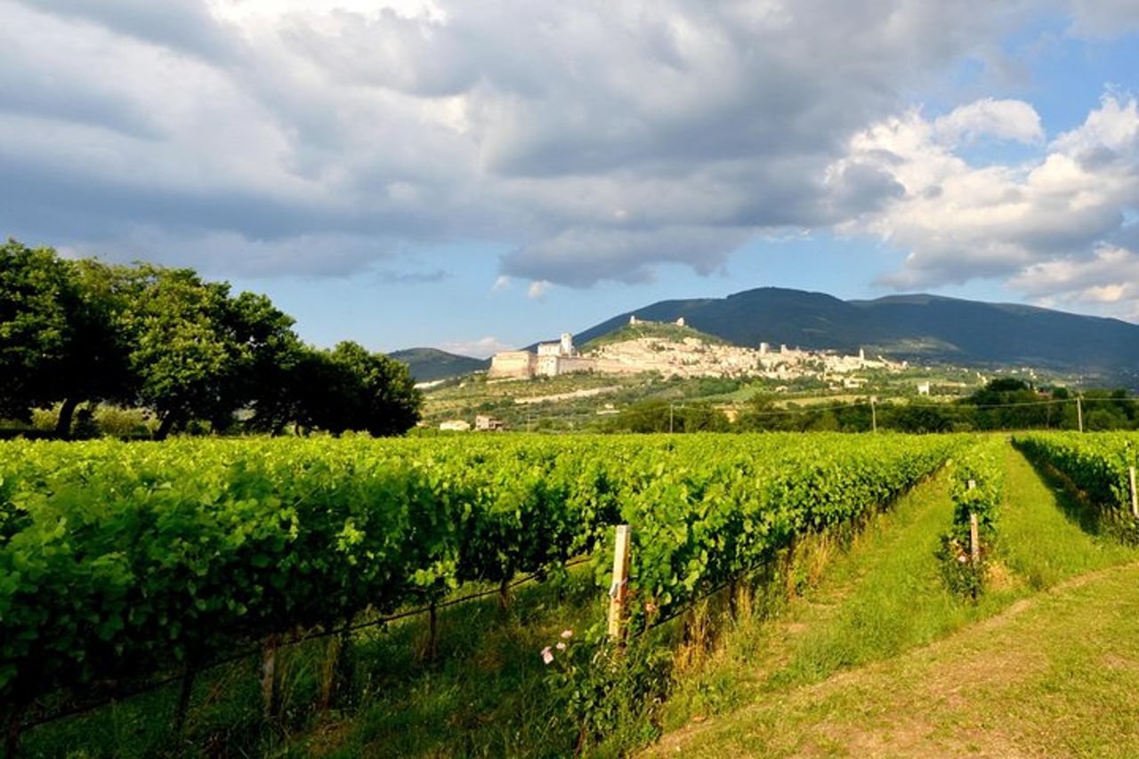 Rich aperitif 5 wines and walk in the vineyards — 4