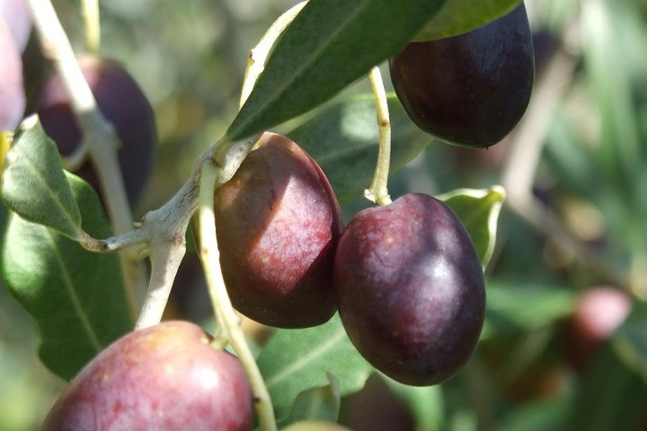 Rich aperitif 5 wines and walk in the vineyards — 9