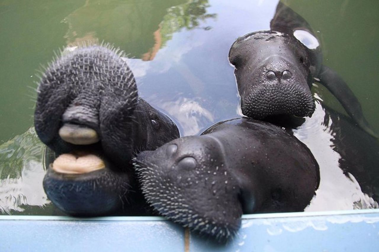 Amazon Rescue Center - Biglietto di ammissione al Manatees Conservation Center — 2