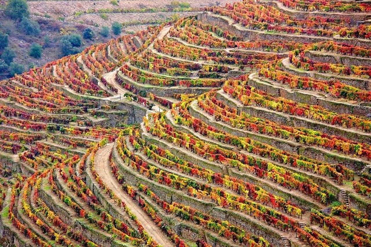 Tour della Valle del Douro: degustazione di vini, crociera e pranzo da Porto