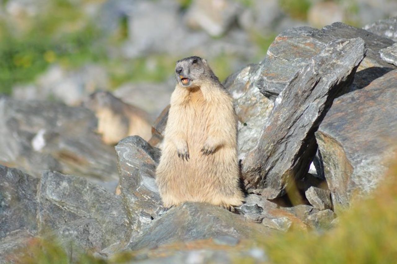Tour privato di un giorno intero della Transfagarasan da Sibiu — 2