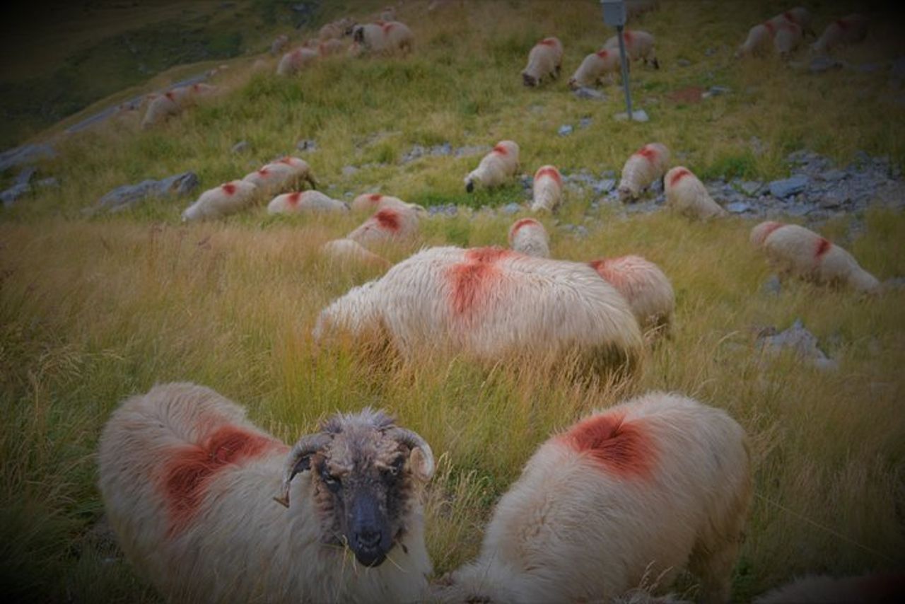 Tour privato di un giorno intero della Transfagarasan da Sibiu — 6