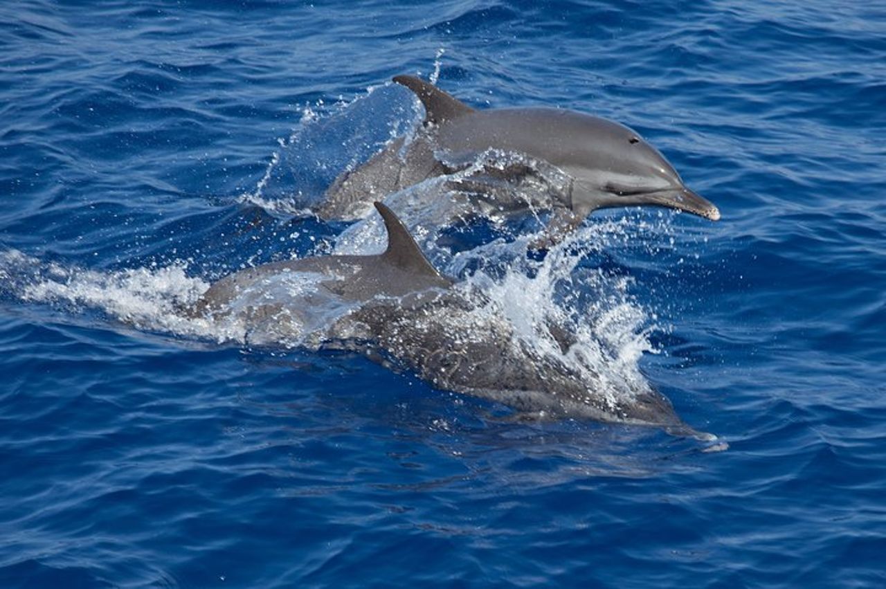 Tour all inclusive di un giorno intero con incontro con squalo balena dalla Riviera Maya — 4