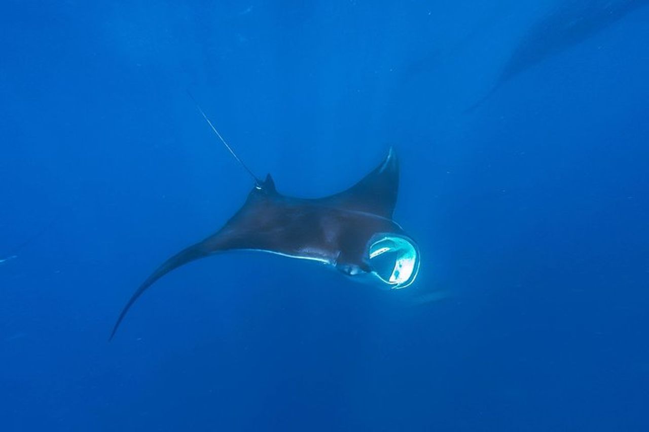 Tour all inclusive di un giorno intero con incontro con squalo balena dalla Riviera Maya — 7