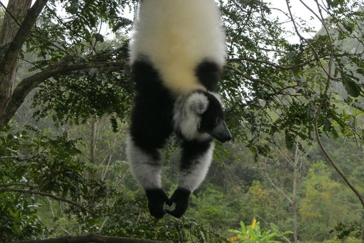 Tour della natura del Madagascar per 2 giorni