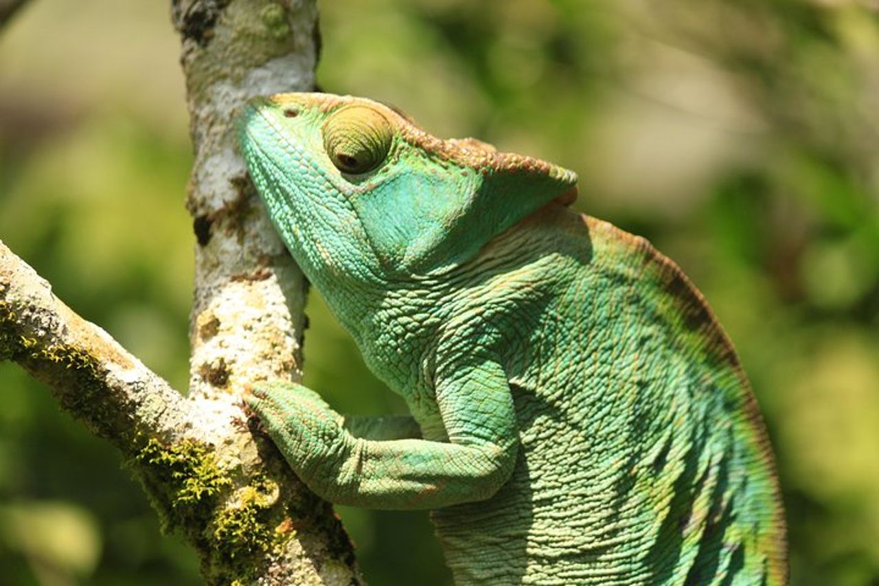 Tour della natura del Madagascar per 2 giorni — 7