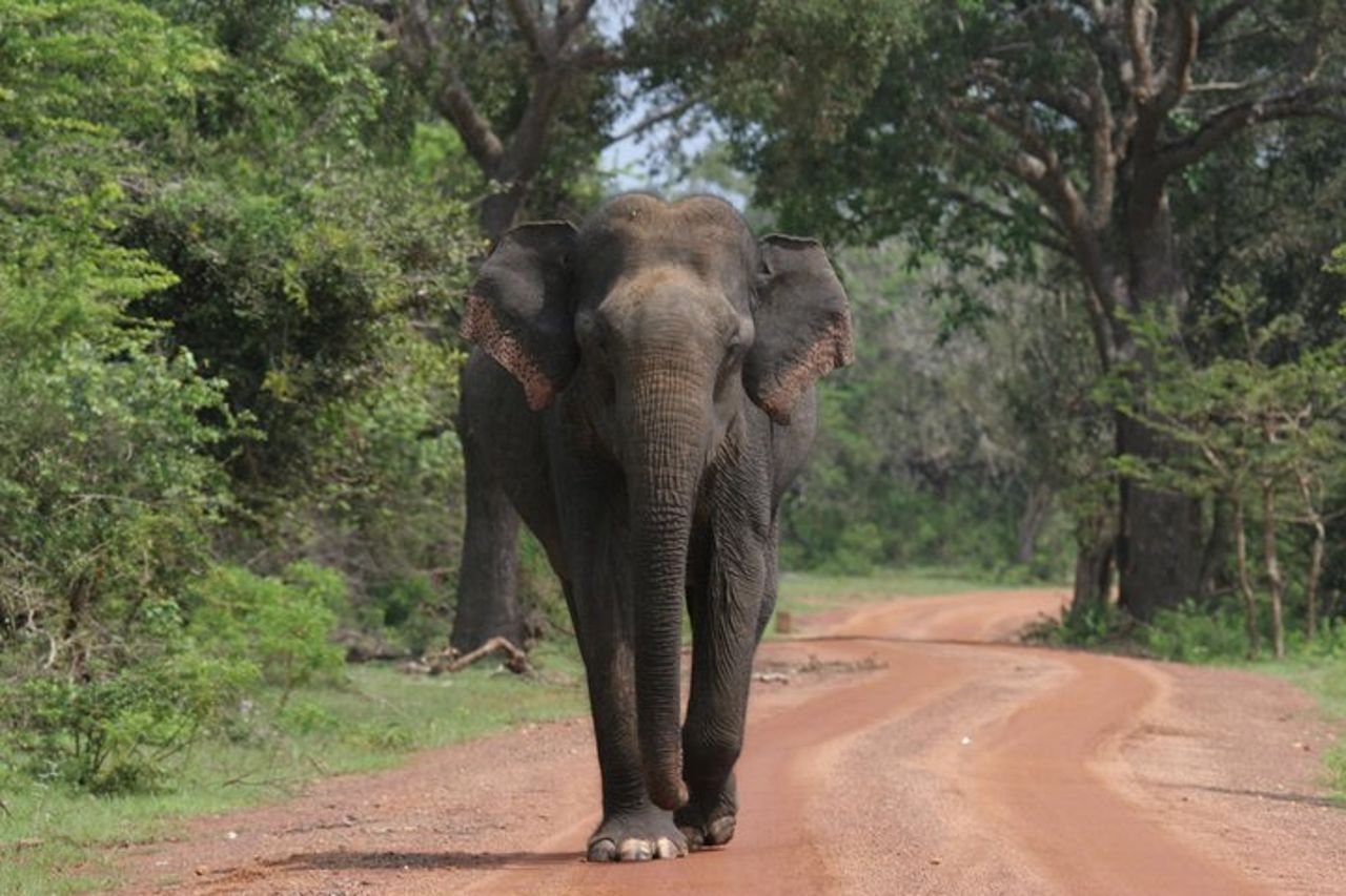 Safari serale - Yala National Park con safari Janaka - dalle 14:00 alle 18:30