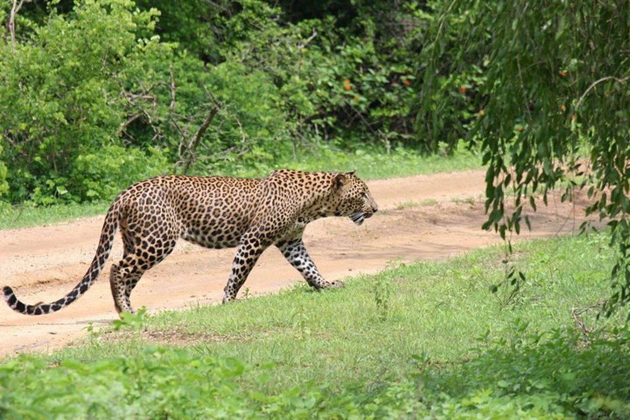 Safari di una giornata intera - Yala National Park - dalle 04.30 alle 18.00 con - Janaka safari — 2