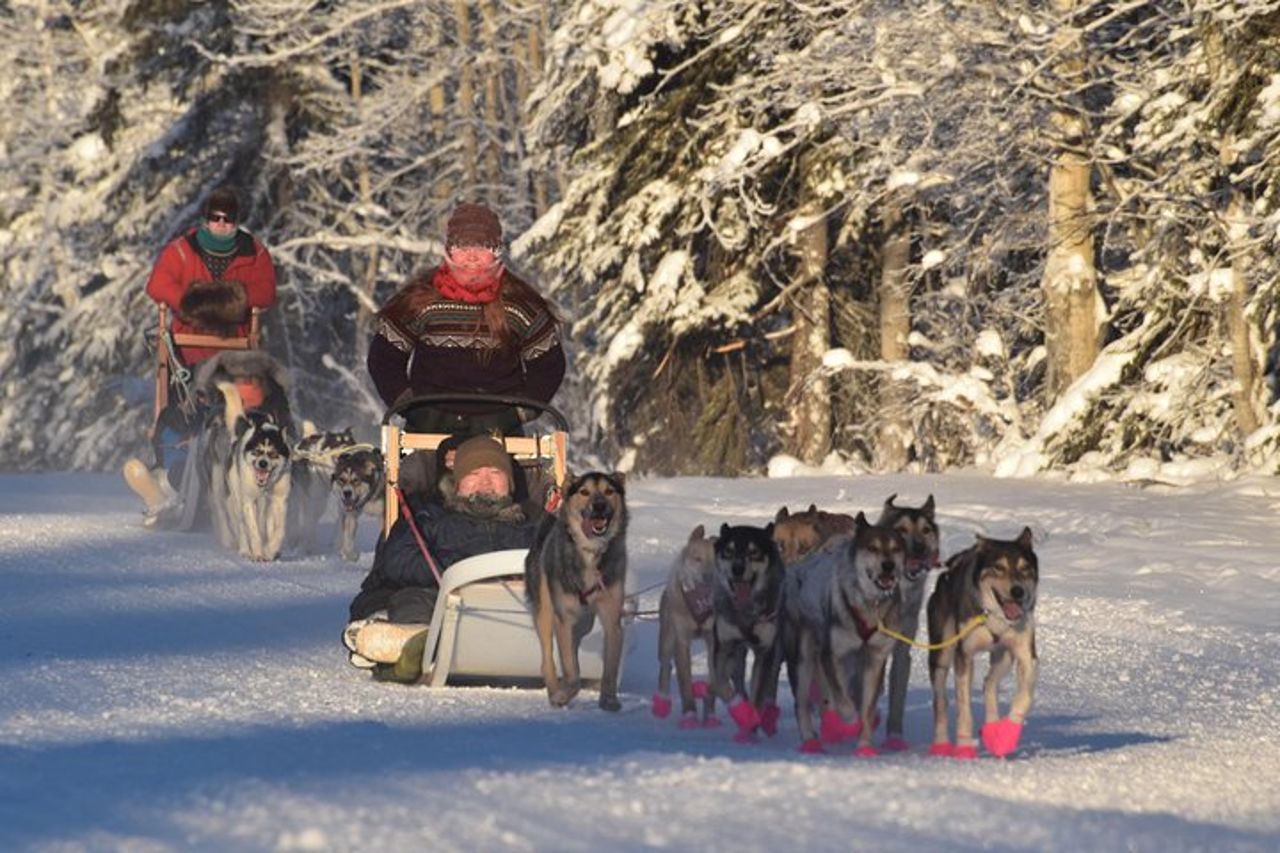 Esperienza di slitte trainate da cani e Mushing al Polo Nord