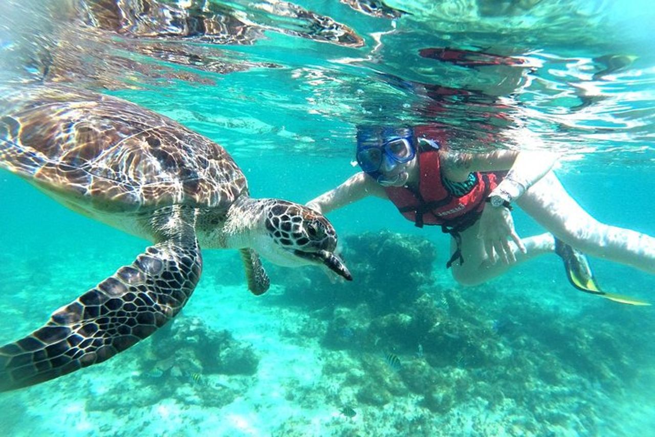 Tour di mezza giornata di tartarughe marine e snorkeling Cenote da Cancun e Riviera Maya — 7