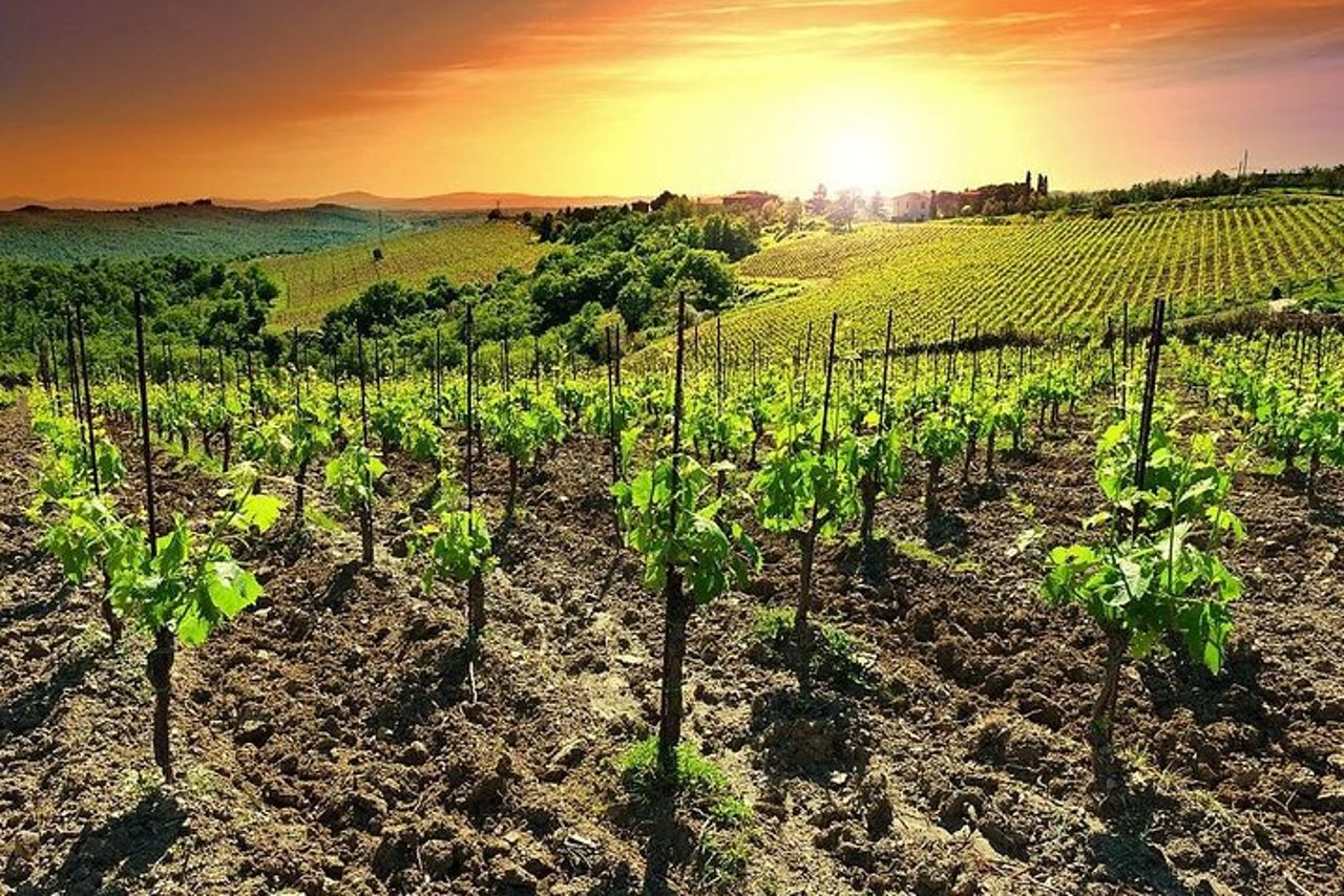 Temecula Wine Country Tour da San Diego — 2