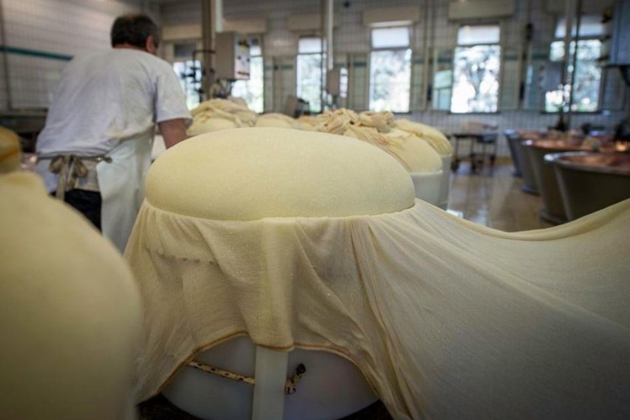Tour del caseificio del Parmigiano Reggiano ed esperienza di degustazione — 8