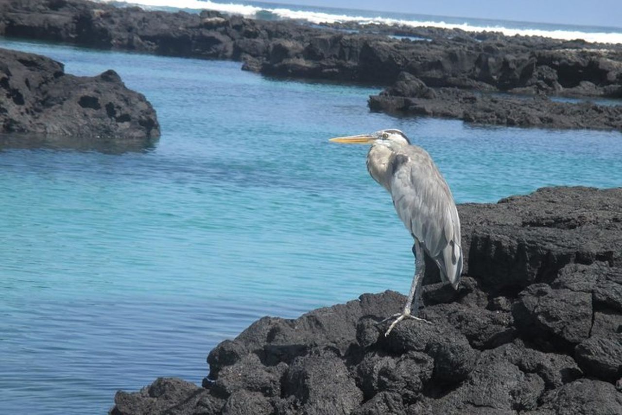 Godetevi il meglio di Quito e Galapagos (3 isole) 8 giorni di viaggio — 4