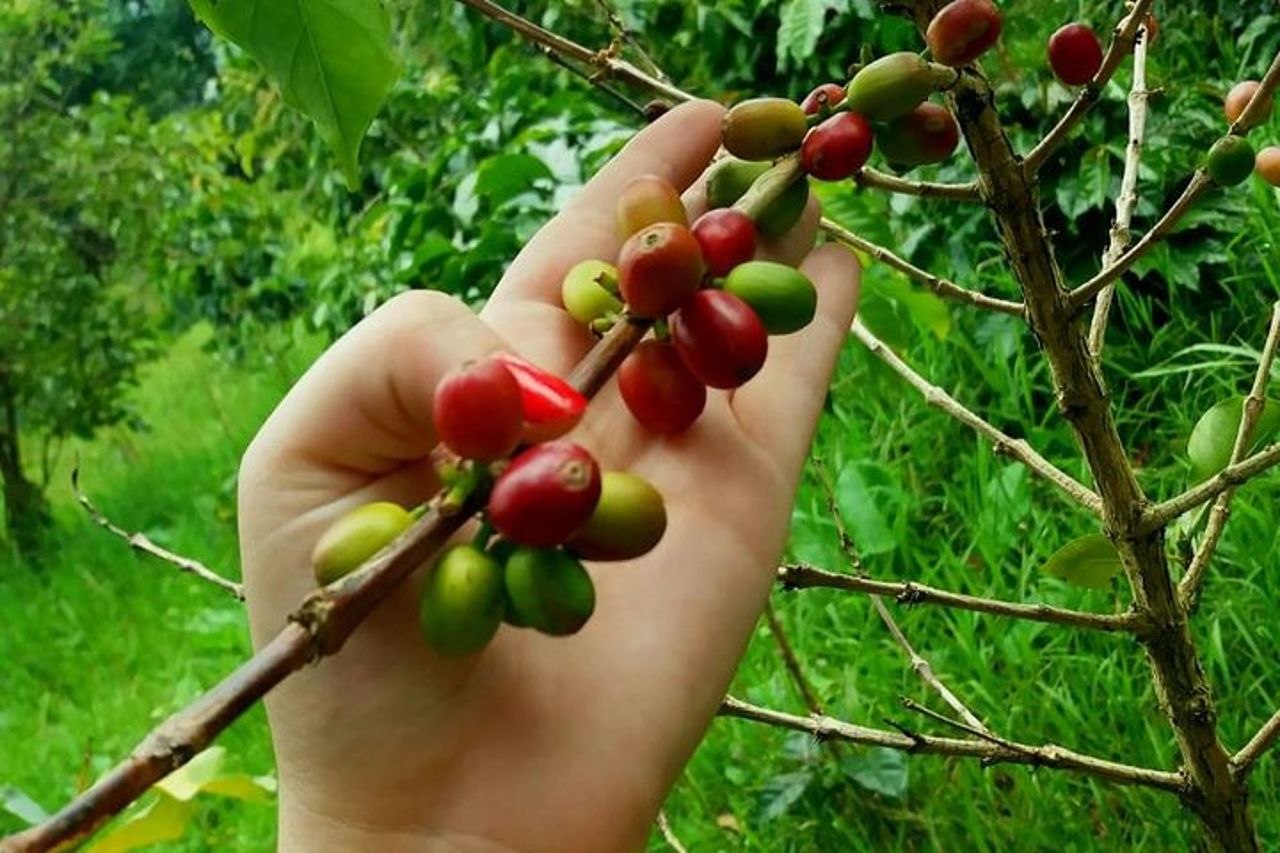 Esperienza Caffè Esclusiva: Tour da Bogotá — 4