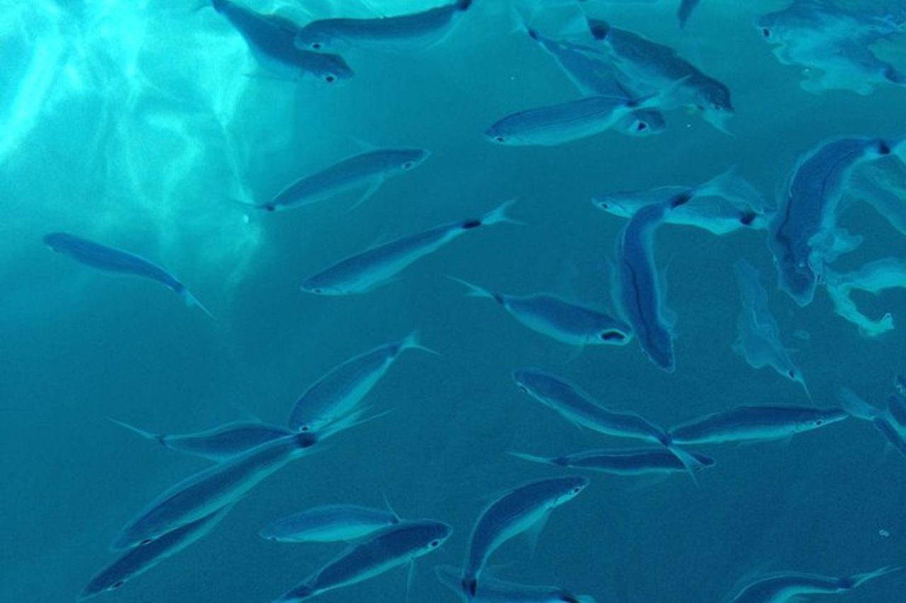 Tour snorkeling condiviso da Tropea a Capo Vaticano — 3