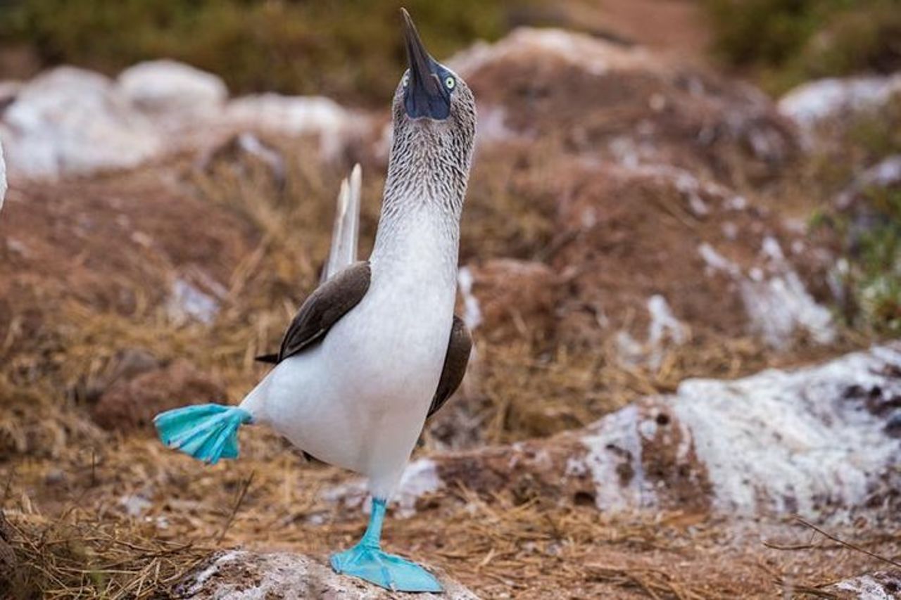 Godetevi il meglio di Quito e Galapagos (3 isole) 8 giorni di viaggio — 2